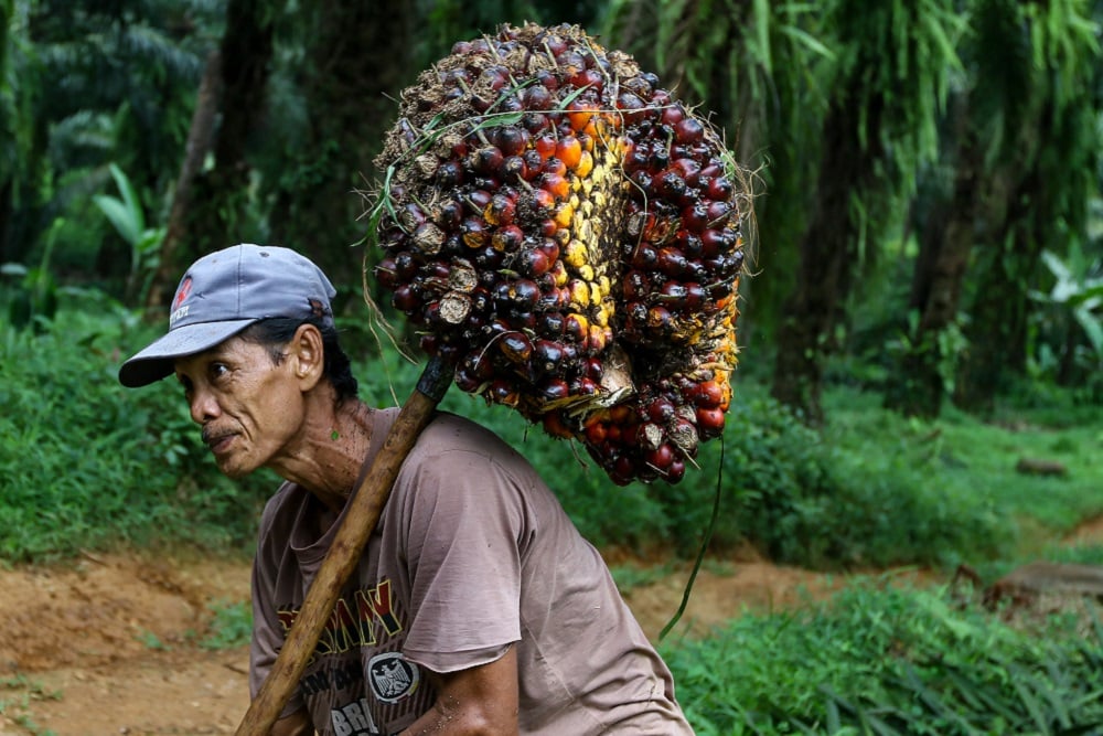  Harga Sawit Sumsel Periode Pertama Juni Masih Turun Rp2.120 per kilogram