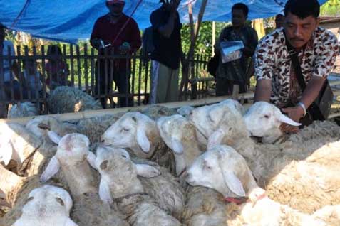  Diskanak Sumedang Sosialisasikan Hewan Terpapar PPR Tidak Bisa Dikurbankan