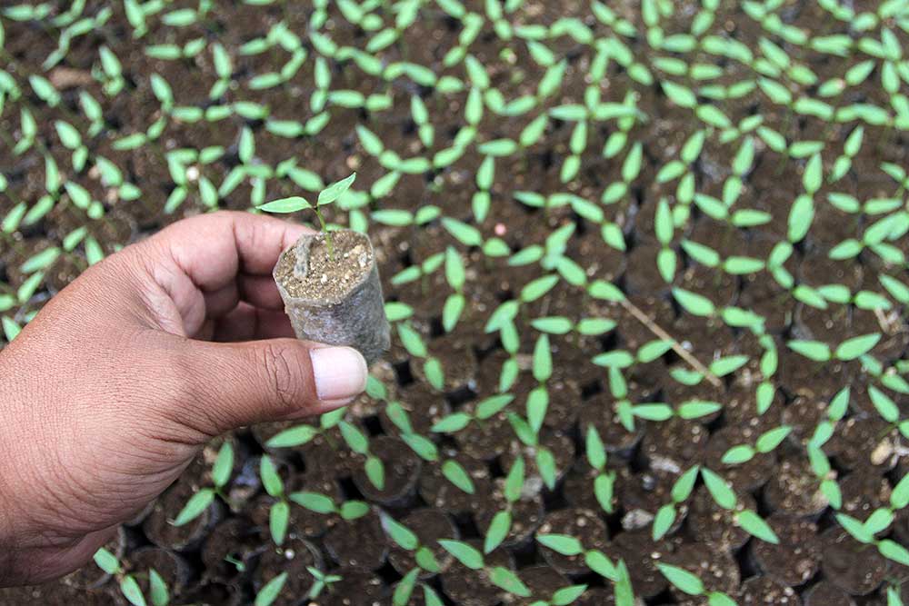  Petani di Malang Manfaatkan Halaman Rumah Untuk Pembibitan Tanaman