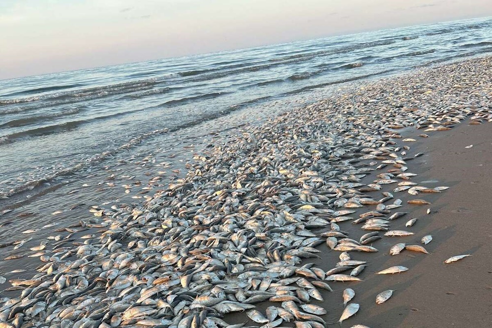  Puluhan Ribu Ikan Mati di Teluk Meksiko, Gara-gara Kekurangan Oksigen!