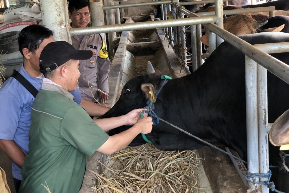  Penjualan Sapi Kurban di Kabupaten Cirebon Menurun