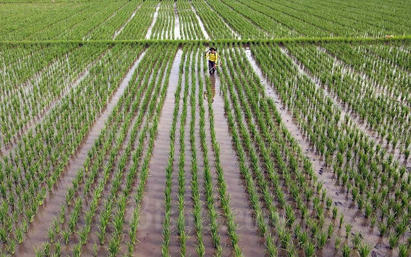  Measures in Supporting Food Production Amidst El Nino