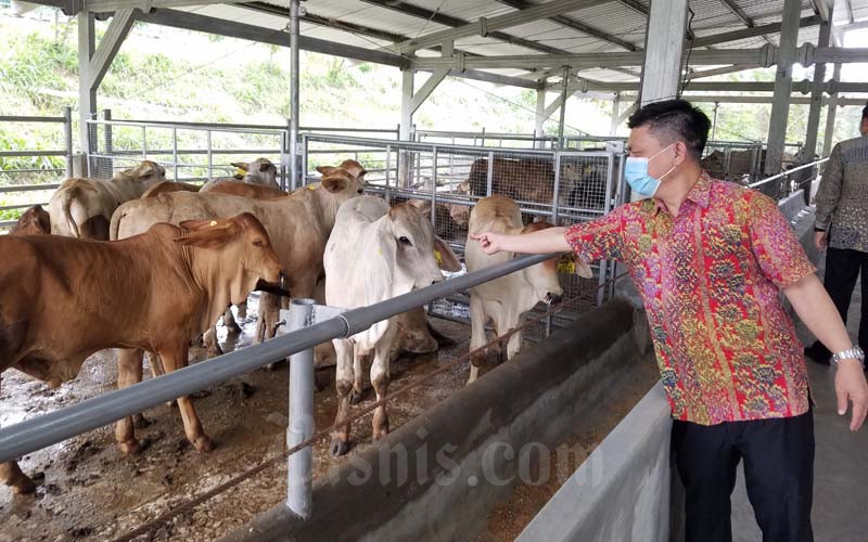  Pemprov Kaltim Imbau Masyarakat Pilih Sapi Kurban yang Telah Berpenanda Kuping