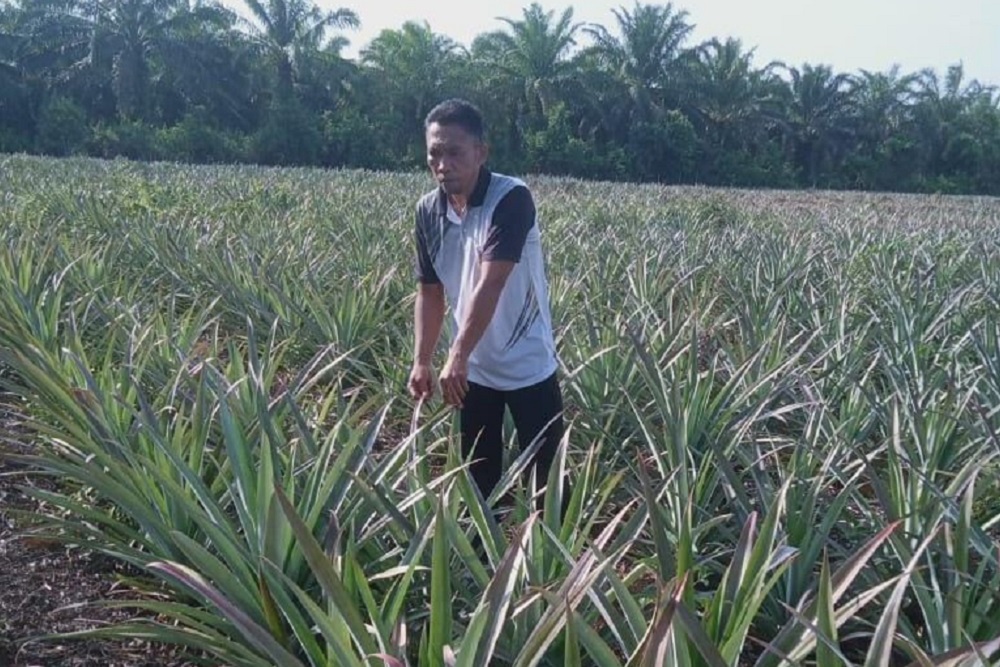  Intip Cerita Sukses Petani Nanas Nasabah BRK Syariah, Dapat 30 Ton Sekali Panen