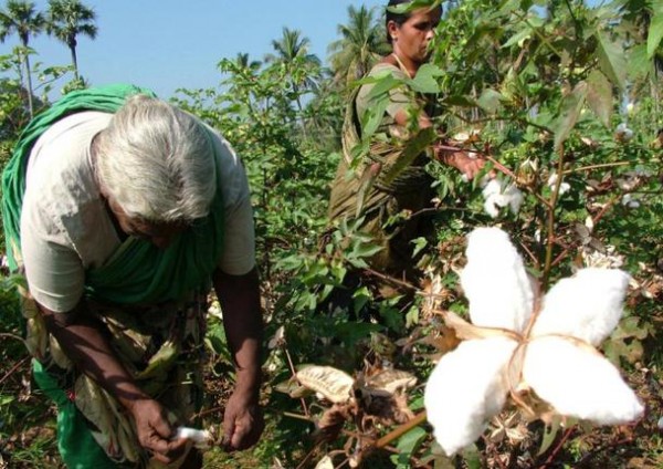  Kapuk Randu Asal Jawa Tengah Jadi Primadona di India