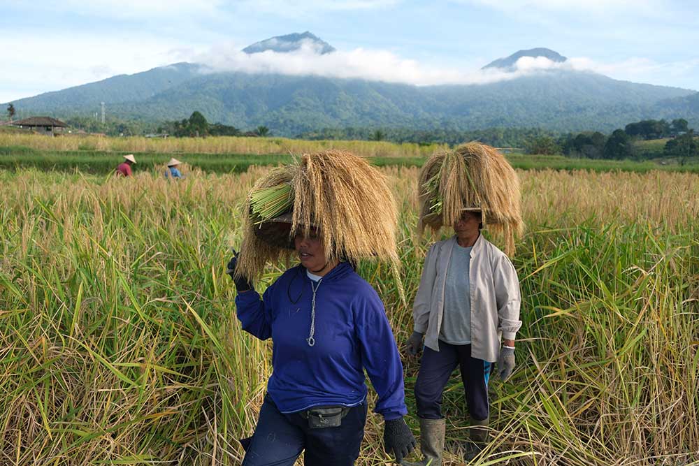  Panen Raya Padi Beras Merah di Bali Menjadi Daya Tarik Wisata