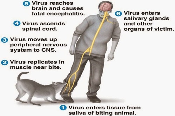  Waspada Rabies! Bisa Ditularkan Monyet, Kenali Gejalanya pada Hewan
