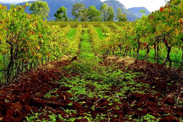  Hatten Bali (WINE) Bakal Buka Wisata Kebun Anggur di Bali