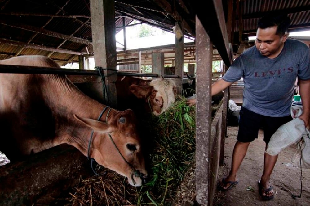  DKPP Jabar Temukan 6.000 Kasus Cacar Sapi Jelang Iduladha 2023