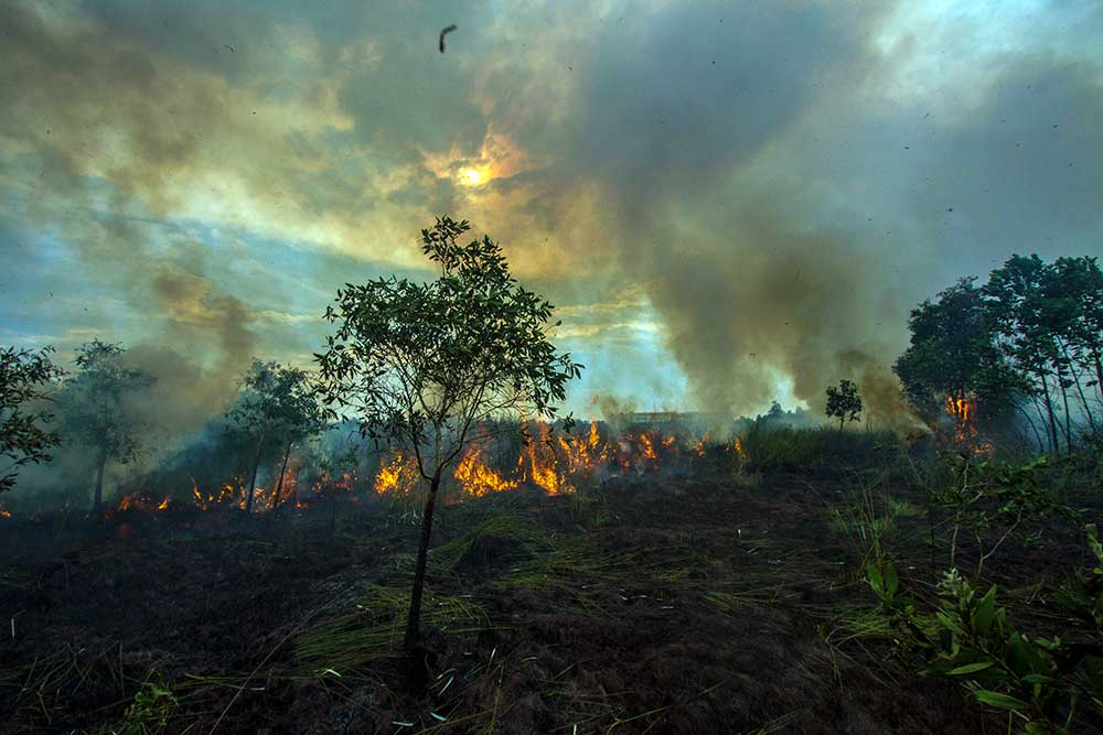  Luas Kebakaran Hutan dan Lahan di Kalimantan Selatan Mencapai 109,5 Hektare