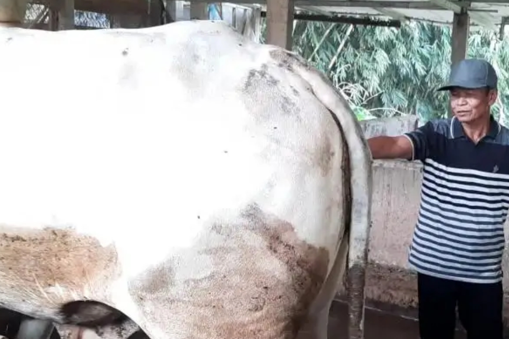  Rugi karena Sapinya Batal Dibeli Jokowi, Penjual di Karanganyar Ini Siap Tuntut