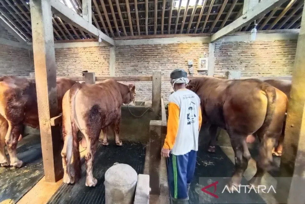 Sapi Berbobot 620 Kg dari Karanganyar Dibeli Jokowi Rp49,6 Juta