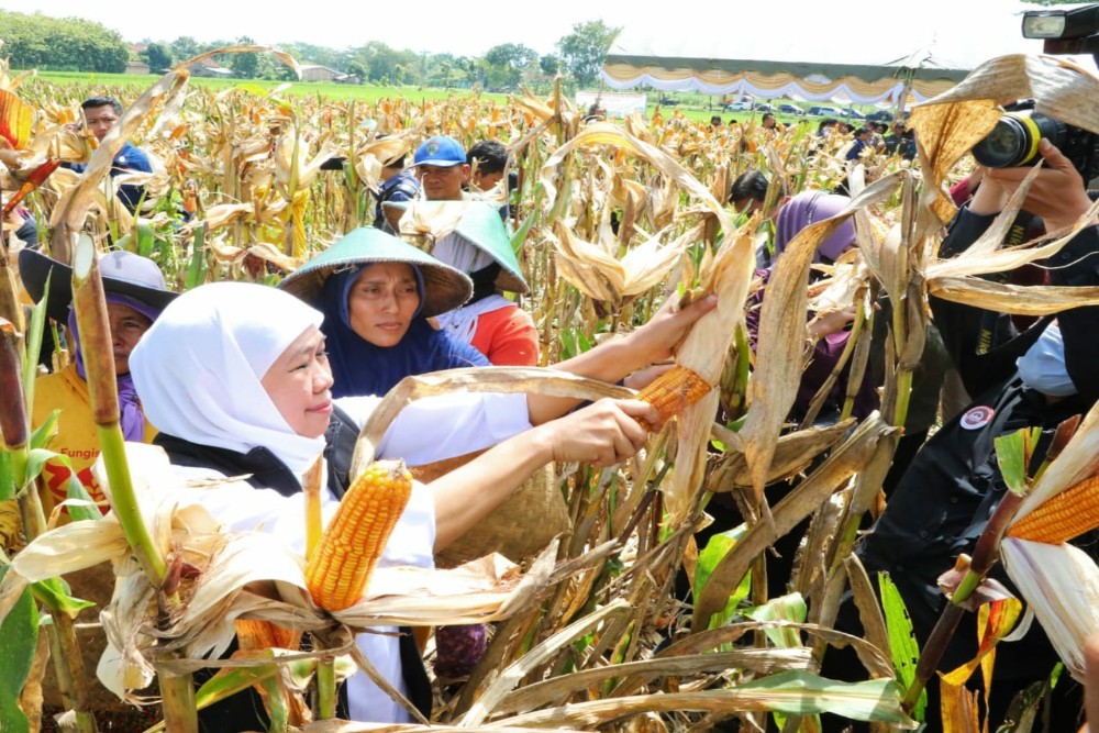  Peningkatan Produktivitas Pertanian Harus Selaras dengan Kesejahteraan Petani