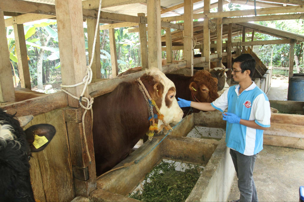  Rencana Pembangunan Budidaya Peternak Sapi Potong di Kabupaten Bone