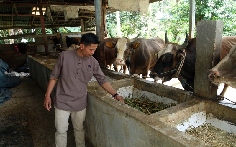 Petani sapi di Desa Lampoko, Kabupaten Bone, Andi Amiruddin tengah memperlihatkan sapi peliharannya di sekitar kawasan budidaya sapi potong milik Pemerintah Kabupaten Bone./Bisnis-Paulus Tandi Bone