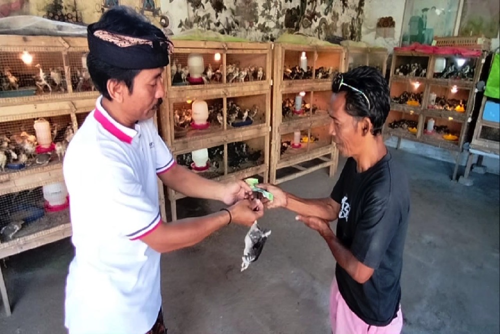  Dapat KUR, Peternak Ayam Caru di Bali Bisa Jual Puluhan Ribu Ekor