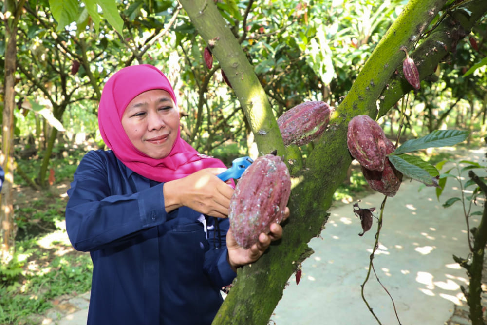  Gubernur Khofifah Kunjungi Desa Pendulum Devisa, Kampung Coklat Blitar