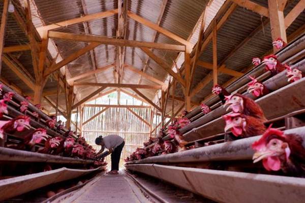 Harga Daging Ayam Naik Jelang Iduladha, Ini Biang Keroknya!