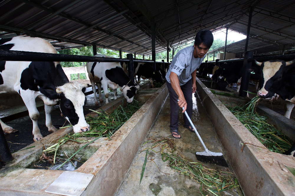  Ponpes Binaul Ummah di Kuningan Menjadi Role Model Pengembangan Peternakan Sapi Perah