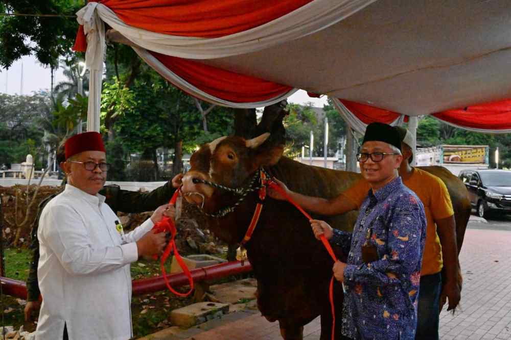  Wapres Ma\'ruf Kurban Sapi Limousin Seberat 1,1 Ton pada Iduladha 1444 H