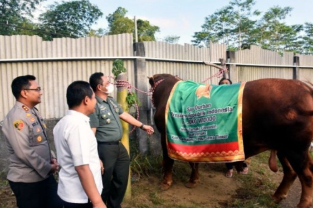  Jokowi Kurban Sapi Limousin 1,1 Ton pada Iduladha 1444 H, Beli di Lumajang