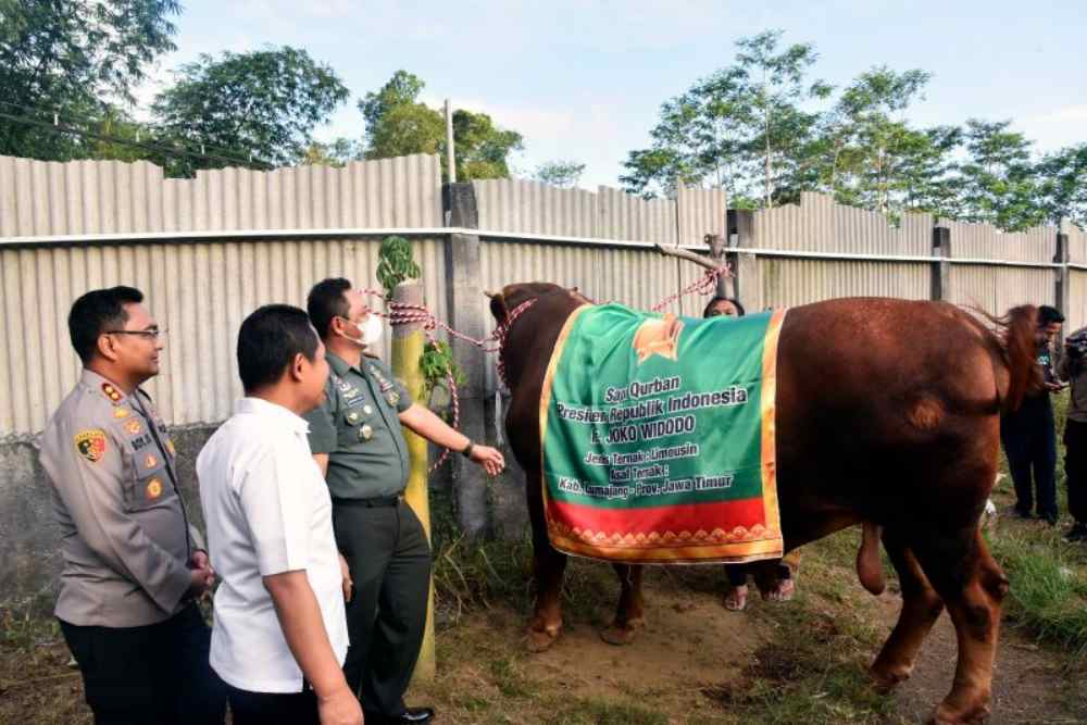  Kisah di Balik Sapi Kurban Jokowi Bernama Gesbi