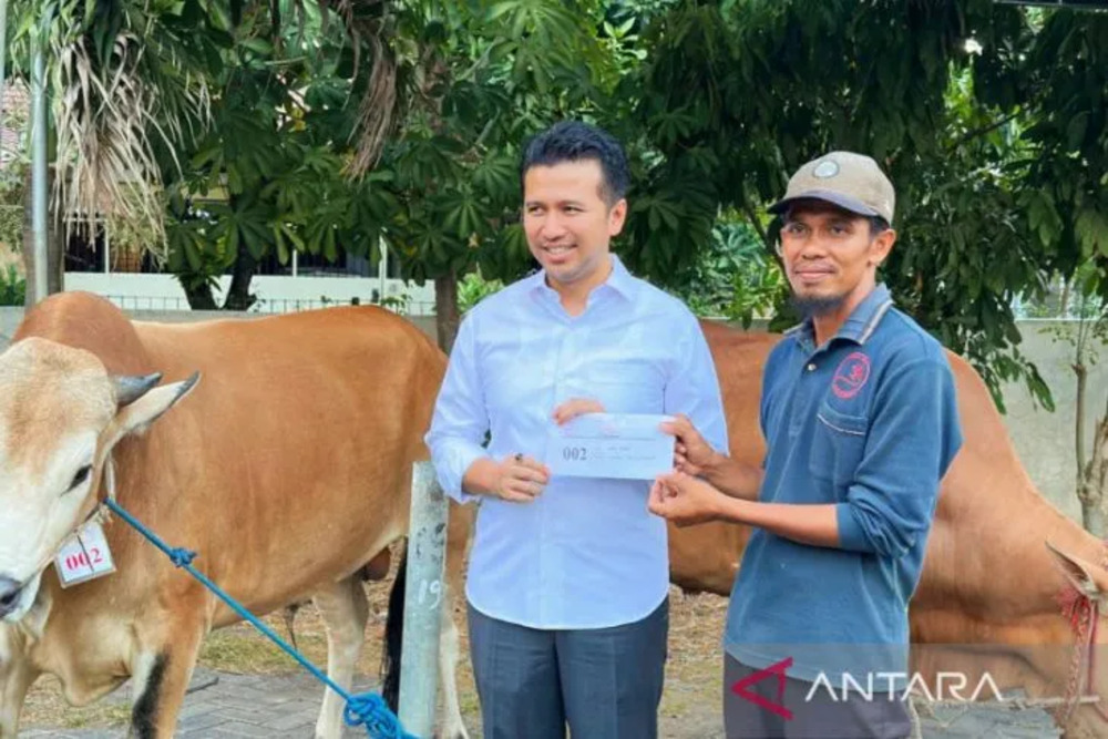  Seorang Peternak dari Kangean Jual 206 Ekor Sapi pada Iduladha