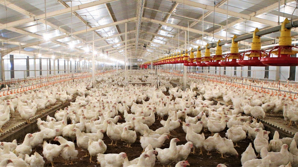  Challenging Times Ahead for Poultry Issuers