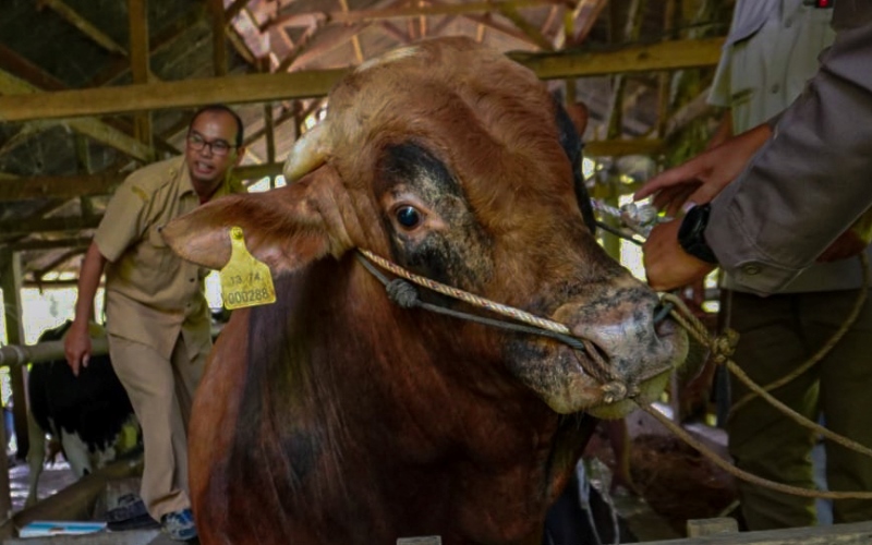  Sapi Kurban Presiden Jokowi Jenis Limousin Cross