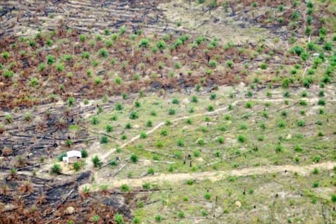  Perkebunan Sawit di Kawasan Hutan Rokan Hulu, Ini Saran Pemprov Riau