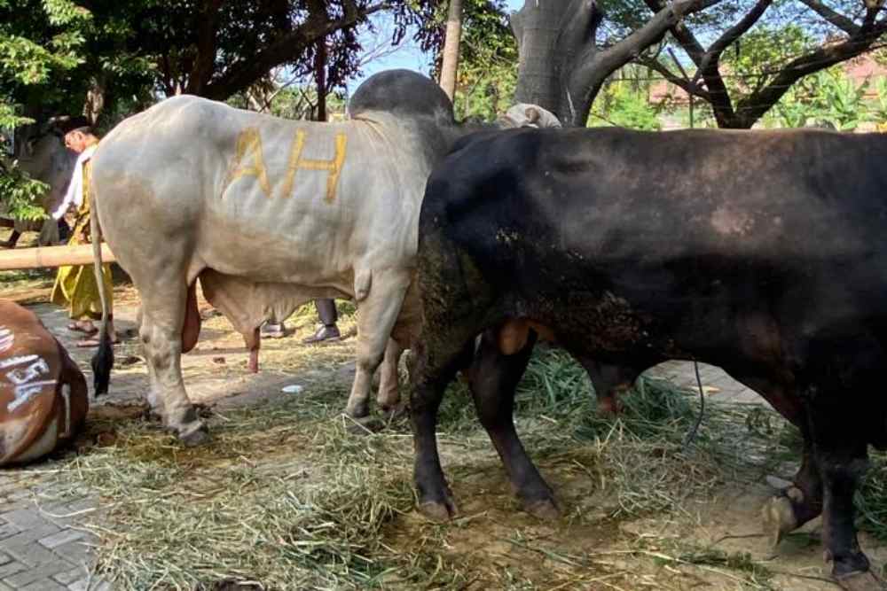  Gesbi Punya Jokowi Kalah, Berat Sapi Kurban Airlangga Capai 1,2 Ton!