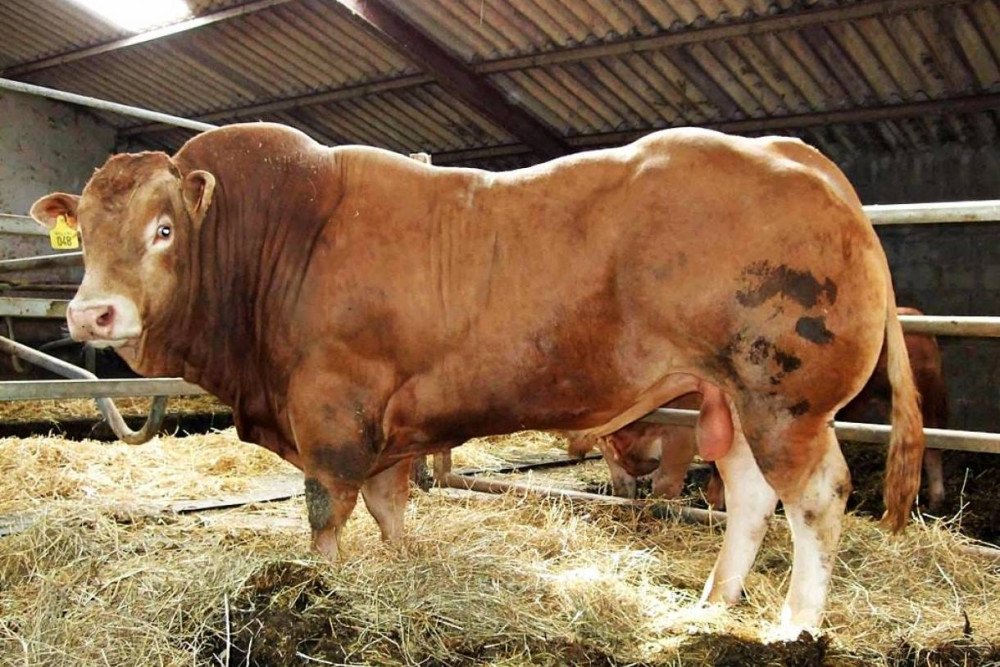  Mengenal Sapi Limosin, Hewan Kurban Kekar Favorit Pejabat