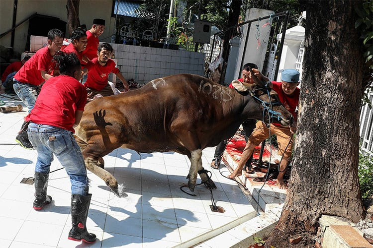  Lesunya Penjualan Hewan Kurban Iduladha 2023 Imbas Daya Beli