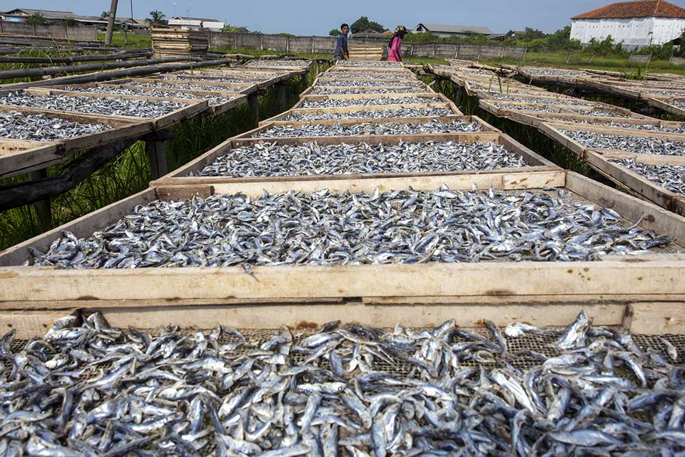  Produksi Ikan Asin di Indramayu Meningkat Hingga Dua Kali Lipat