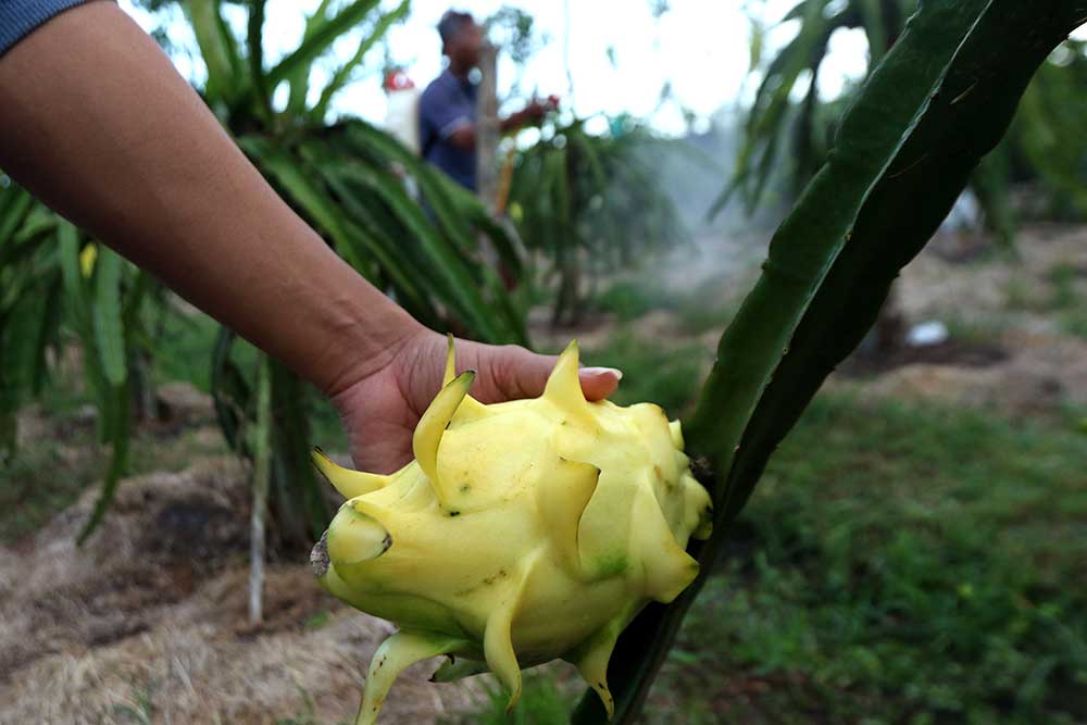  Petani Mengembangkan Budidaya Buah Naga Kuning di Banyuwangi