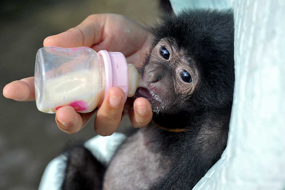  Bayi Siamang di Jambi Ditelantarkan Induknya Setelah Dilahirkan