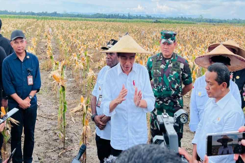  Jokowi Nilai Hasil Panen Food Estate Desa Wambes Bisa Lebih Optimal