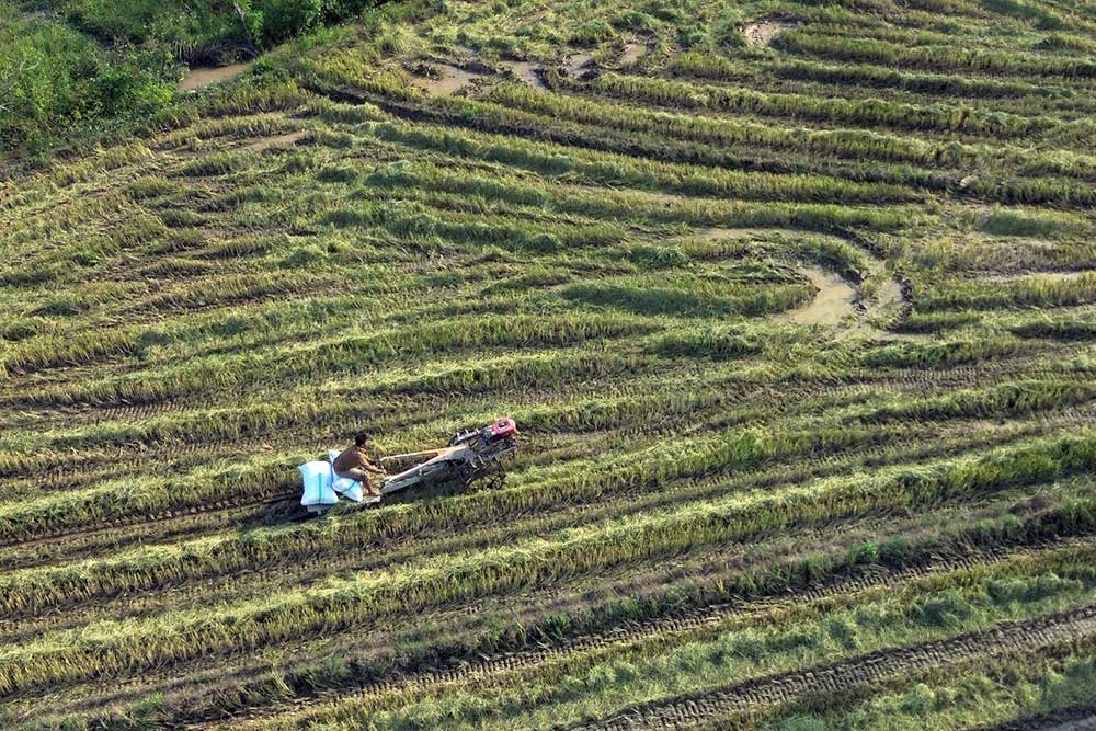  Hasil Panen Padi di Sulawesi Meningkat Mencapai 5 Ton Per Hektare