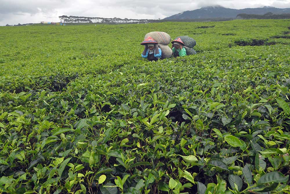  Produksi Teh Dalam Negeri Pada 2022 Alami Penurunan