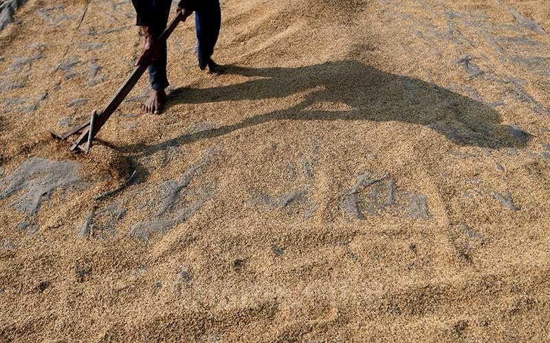 Alarm Defisit Produksi Beras Domestik