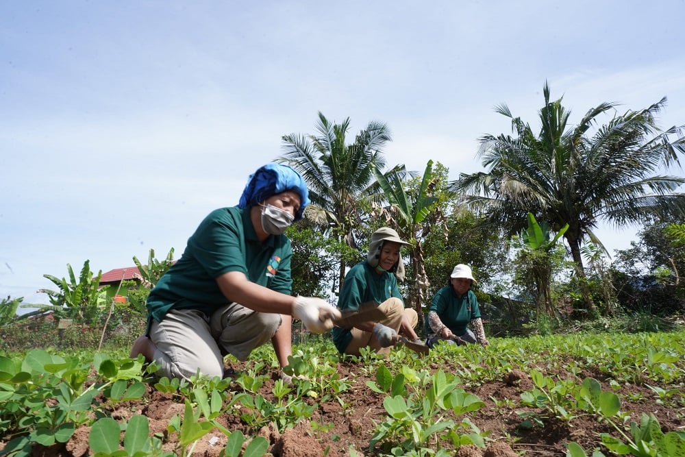  Vale Indonesia Bina Masyarakat Kembangkan Pertanian Organik