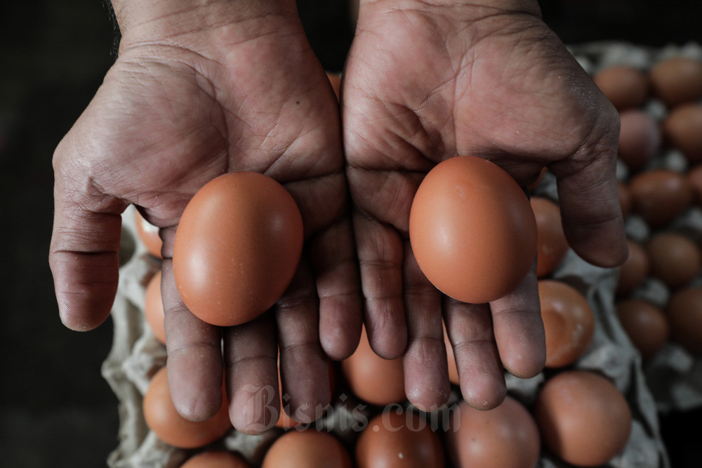  Harga Telur Ayam Ras Mulai Merangkak Naik