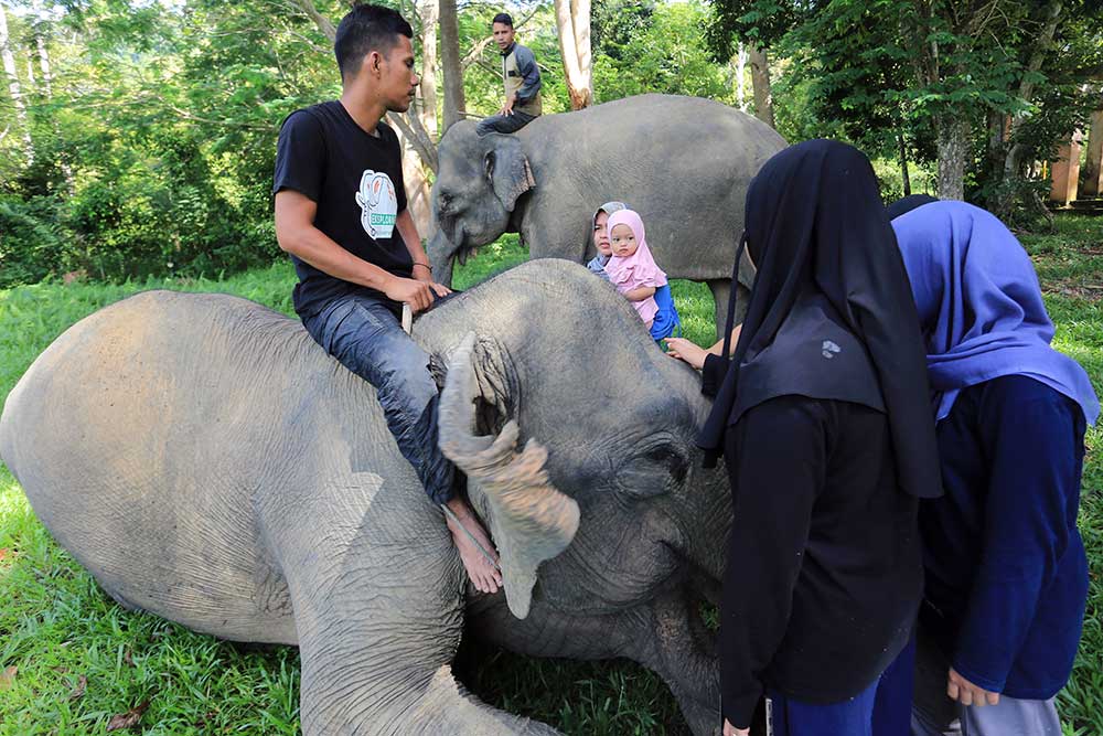  Mengenal Lebih Dekat Kehidupan Gajah di Aceh