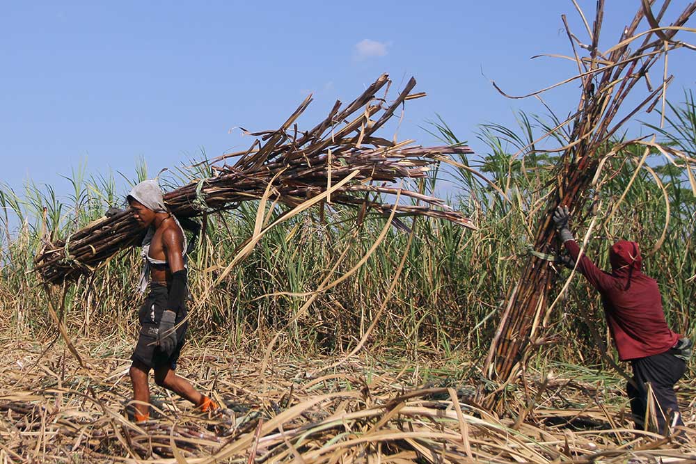  Produksi Tebu di Jawa Timur Menjadi Yang Tertinggi Nasional Mencapai 17.362.620 Ton Pada 2022