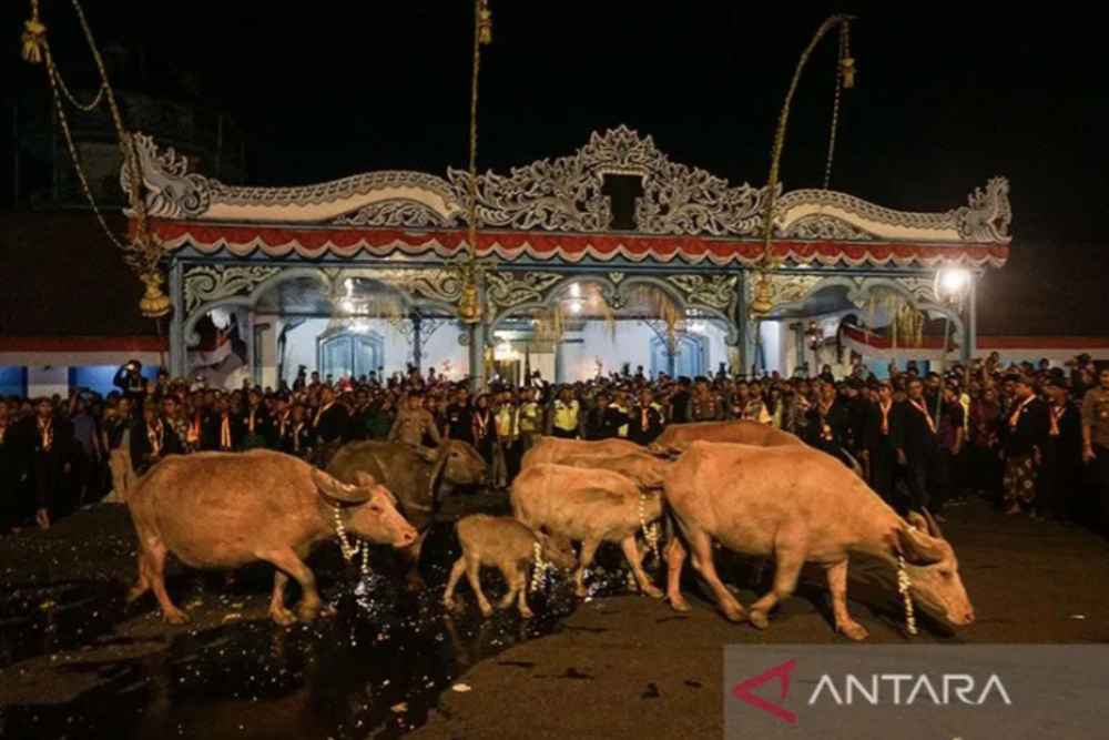  Jadwal Kirab Malam 1 Suro di Kraton Solo dan Mangkunegaran, Dilarang Pakai Baju Merah