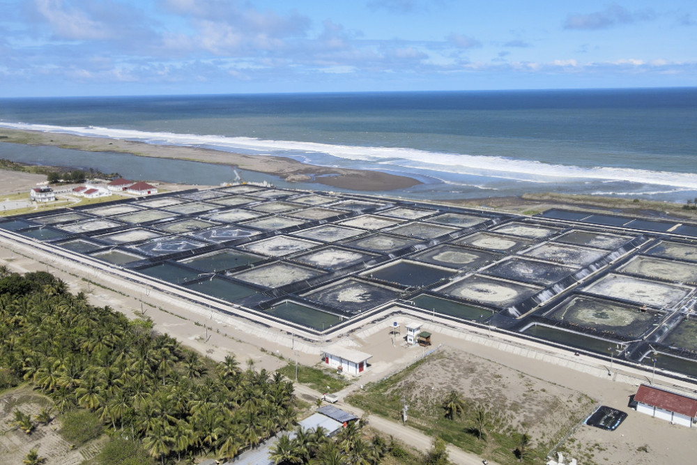  PLN Jamin Pasokan Listrik untuk Operasional Shrimp Estate Kebumen