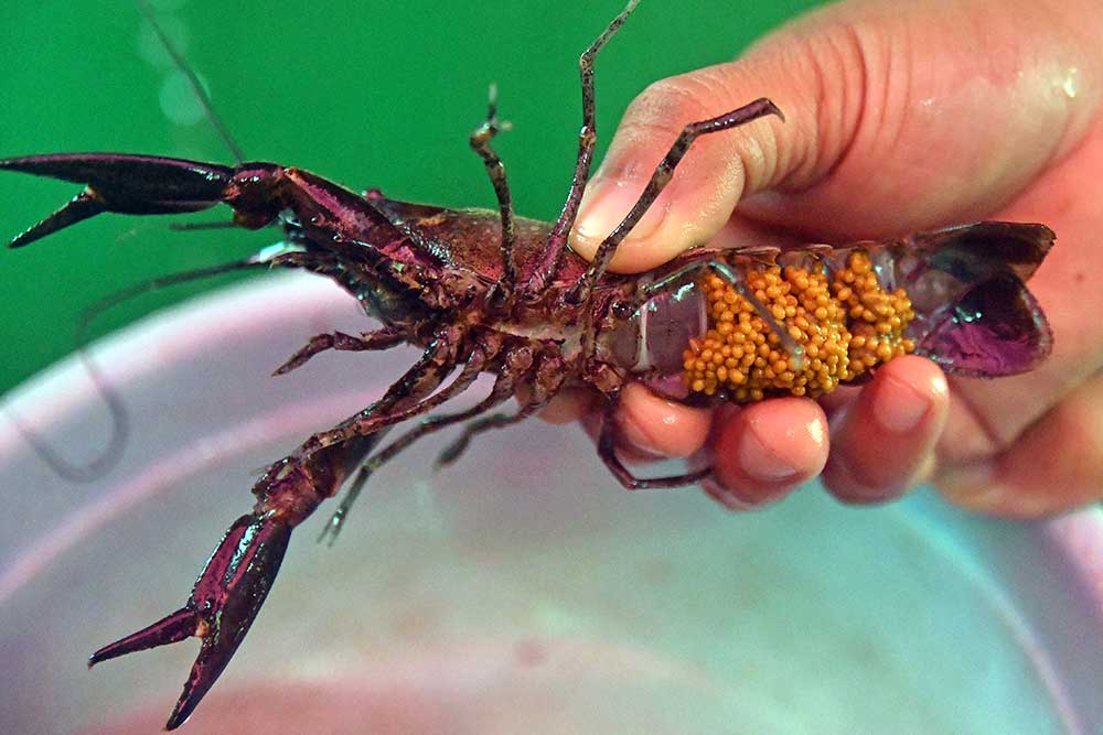  Budidaya Lobster Air Tawar di Bogor Mampu Menghasilkan 50 Kilogram Per Minggu