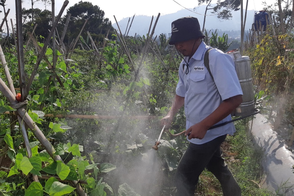  Ajinomoto Sasar Petani di Lembang untuk Pemanfaatan Pupuk Daun