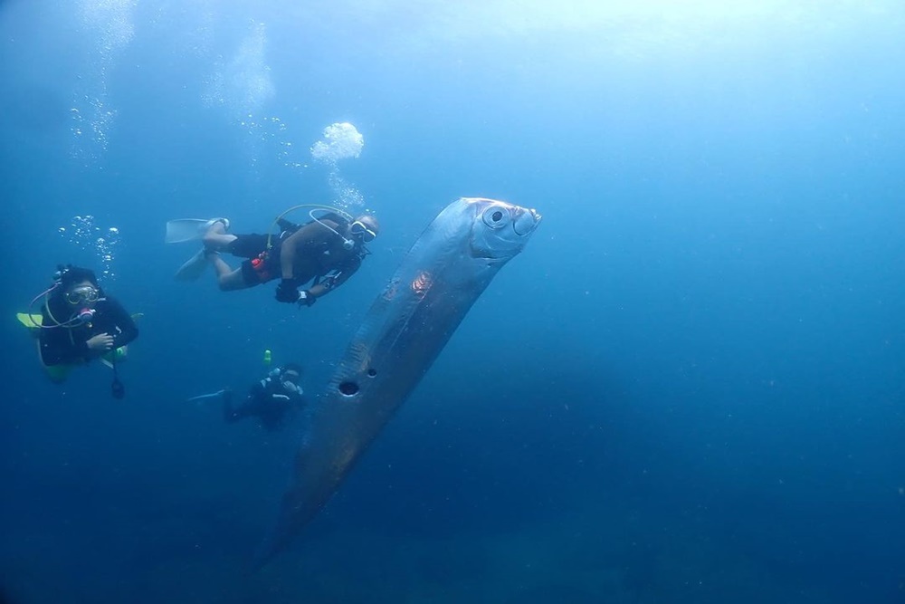  'Ikan Kiamat' Raksasa Muncul di Taiwan, Ukurannya Spektakuler