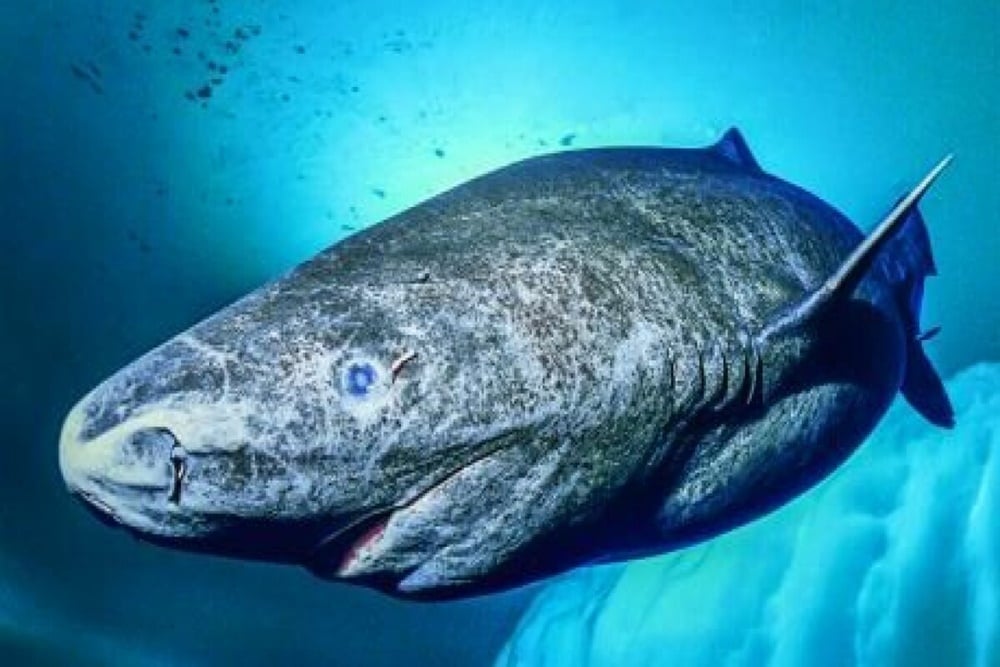 The Greenland shark, a predatory fish whose age can reach 500 years